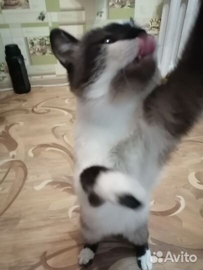 В добрые руки