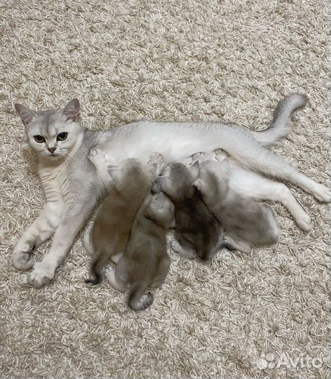 Британская серебристая шиншилла