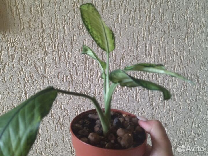 Диффенбахия. Декабрист. Папоротник