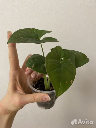 Сингониум Pink Splash