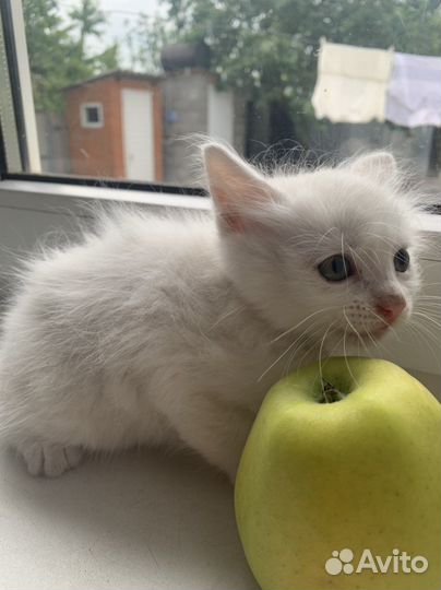 Белые котята от ангорской кошки