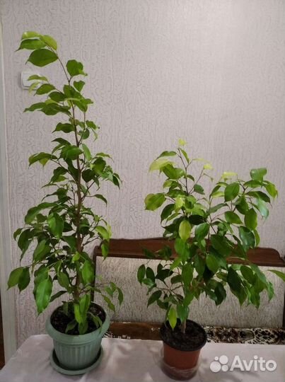 Фикус Бенджамин карликовый