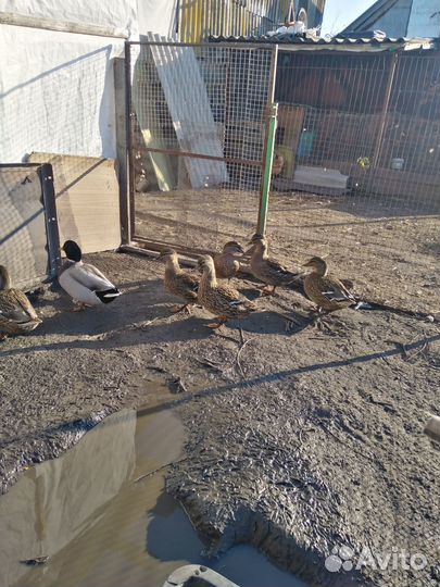 Утки подсадные для охоты