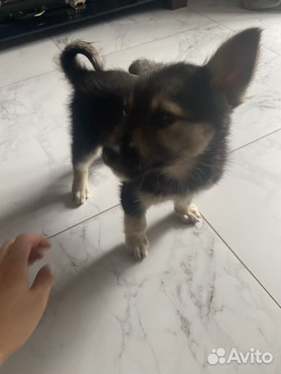 Щенок ищет дом