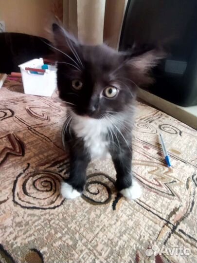 Кошки в добрые руки