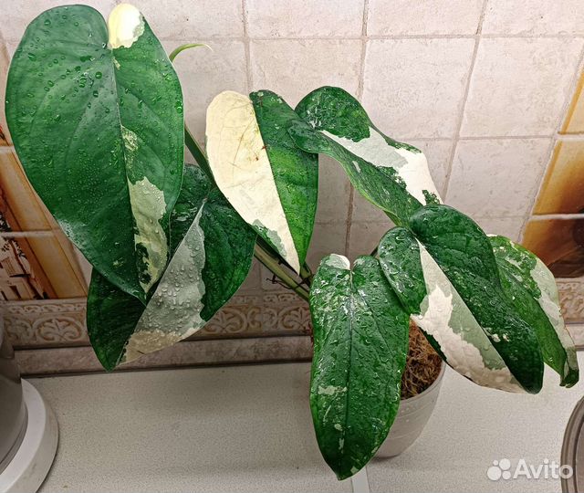 Сингониум Чиапенсе