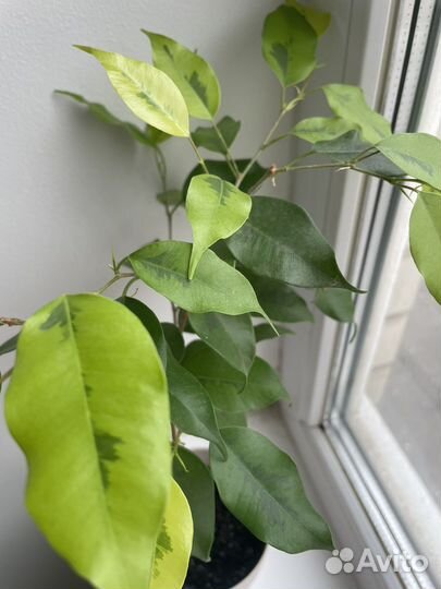 Фикус бенджамина
