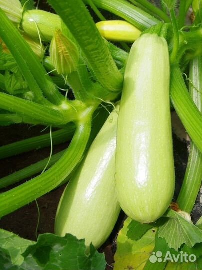 Огурцы, помидоры, зелень, кабачки