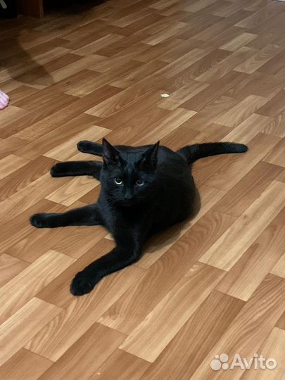 Черный кот