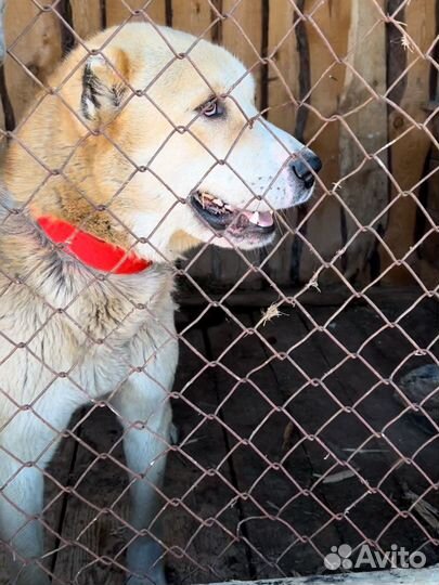 Собака кобель