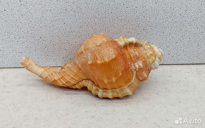 Циматиум Пурам 10,7 морская ракушка раковина