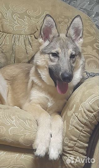 Собака в добрые руки отдам бесплатно