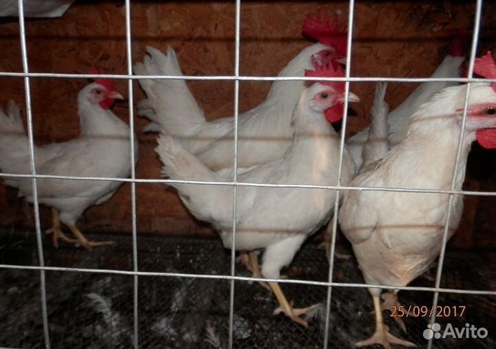 Инкубац. яйцо Мараны чм,Пшеница, Гергебильские,П11