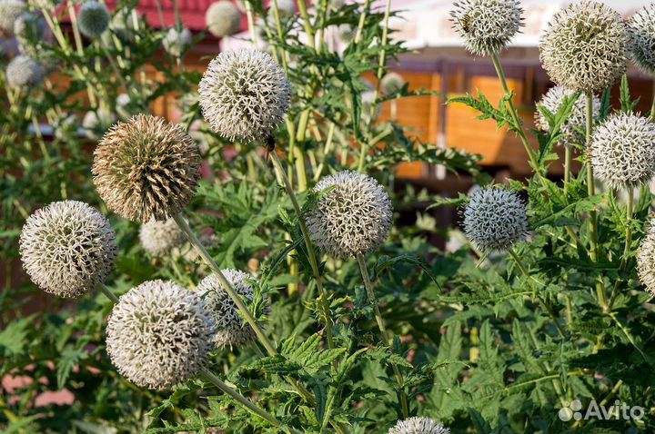 Мордовника семена