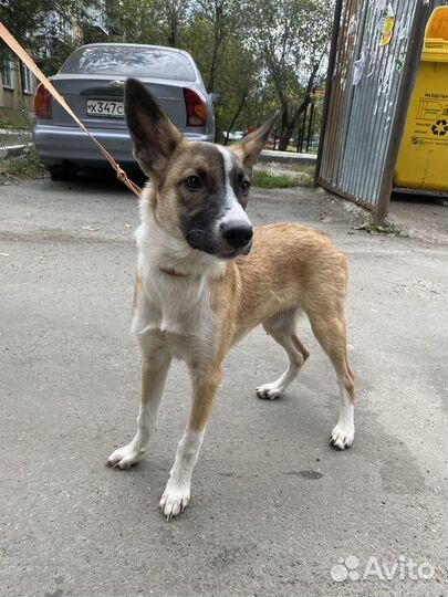 Молодая собака в добрые руки