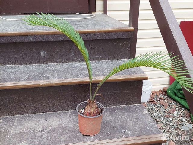 Пальма. Саговник