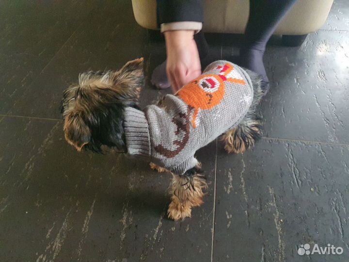 Одежда для маленьких собак