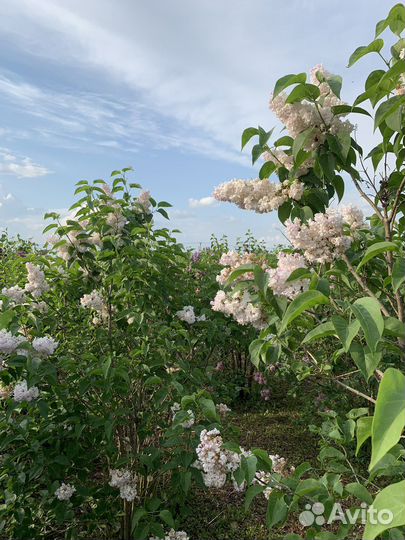 Сирень «Красавица Москвы»