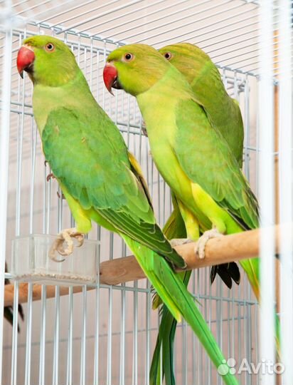 Ожереловый попугай птенцы