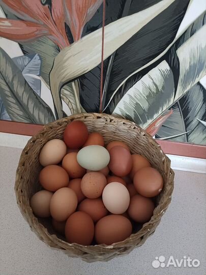 Домашние куриные яйца