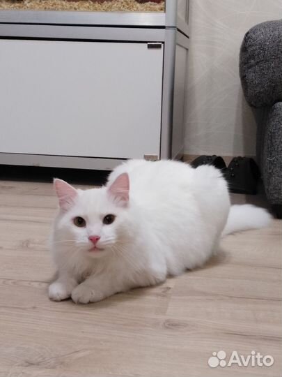 Отдам кота в добрые руки