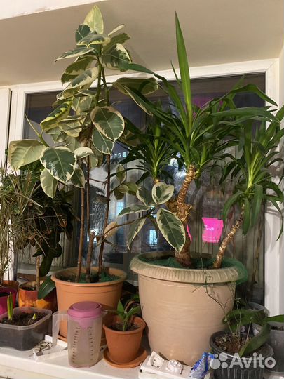 Фикус и юкка