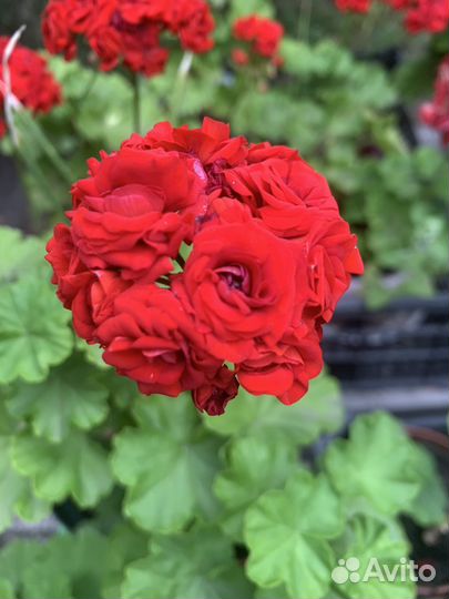 Герань пеларгония