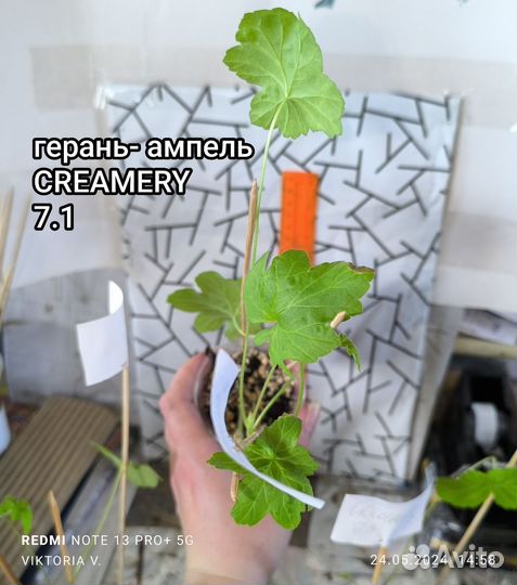 Герань ампельная укорененные черенки