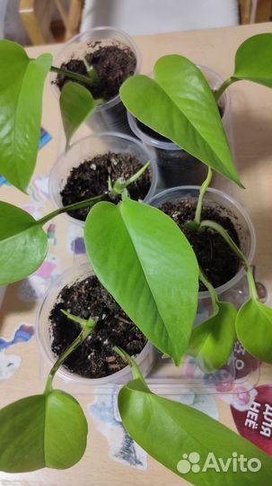 Калла, сциндапсус,эпипремнум