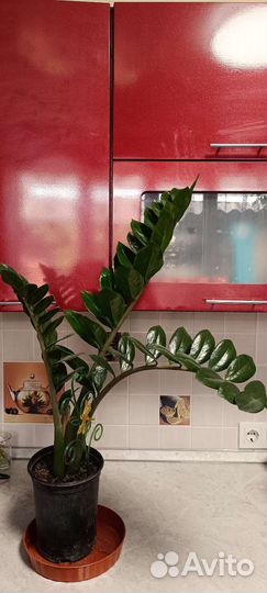 Замиокулькас