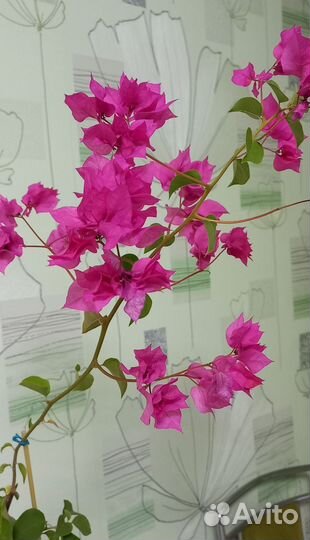 Бугенвиллия