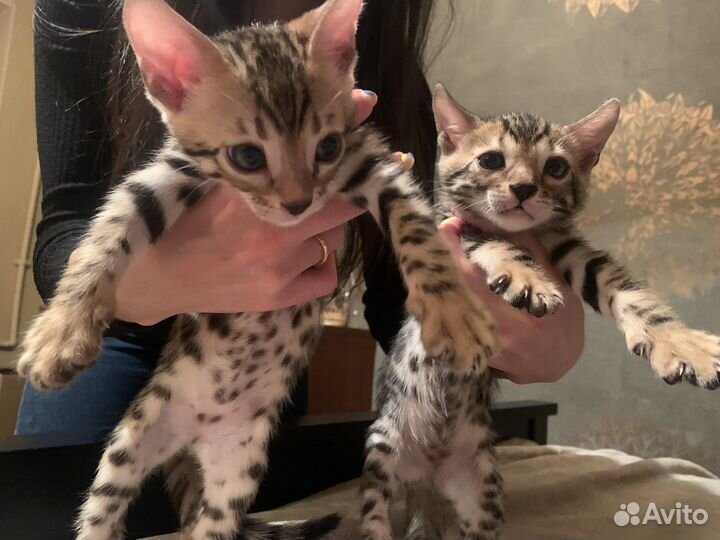 Бенгальский котёнок (кошка/кот)