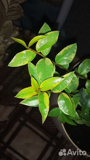 Миртовое дерево пестролистное