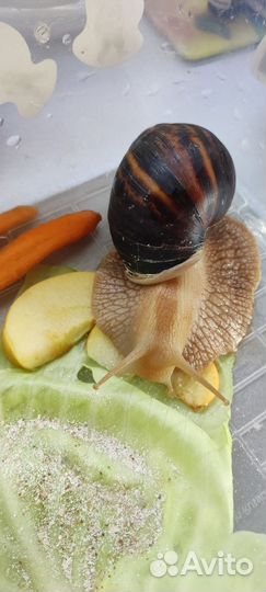 Улитка ахатина