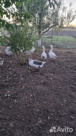 Холмогорские гуси