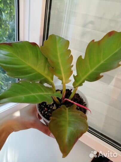 Филодендрон серратум оранж