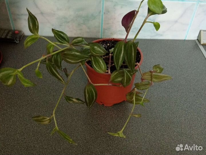 Традесканция