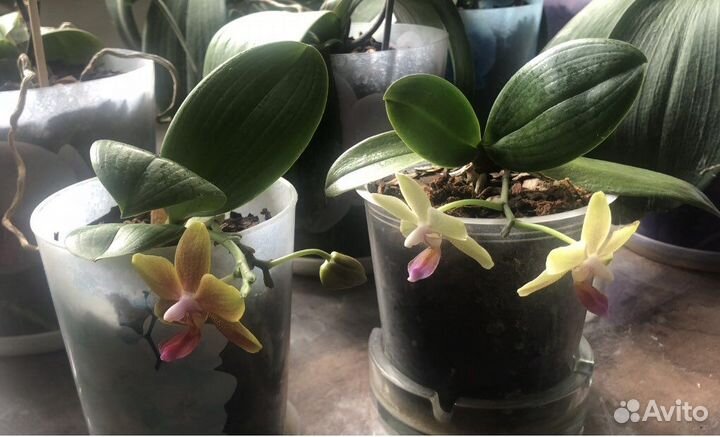 Орхидея фаленопсис желтые mini