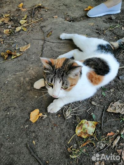 Кошка бесплатно