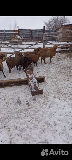 Овцы бараны ягнята