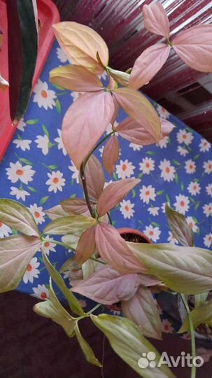 Домашнее растение Сингониум розоволистный