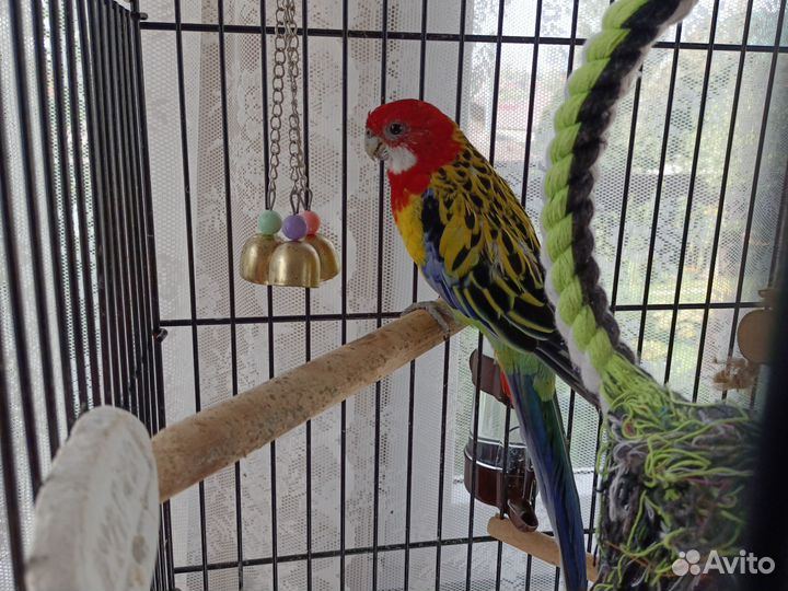 Попугай Розелла