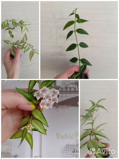 Хойя, Дисхидия и другие