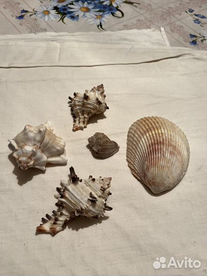 Морские ракушки