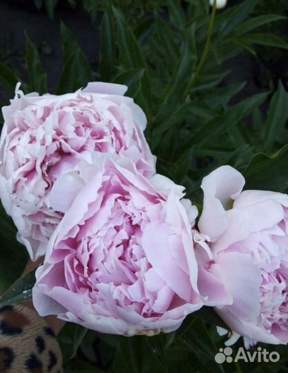 Корни пионов оптом. Голландия