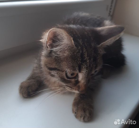 Отдам в добрые руки котика