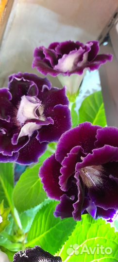 Клубни глоксиний