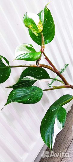 Филодендрон Вайт Кнайт