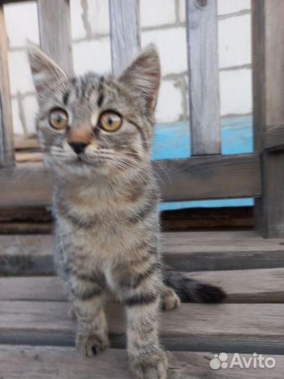 Отдам в добрые руки