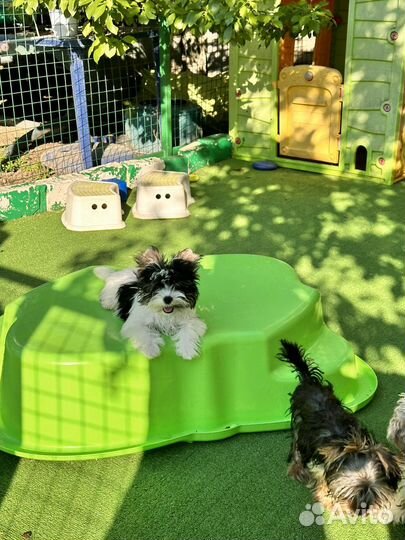 Бивер мальчик